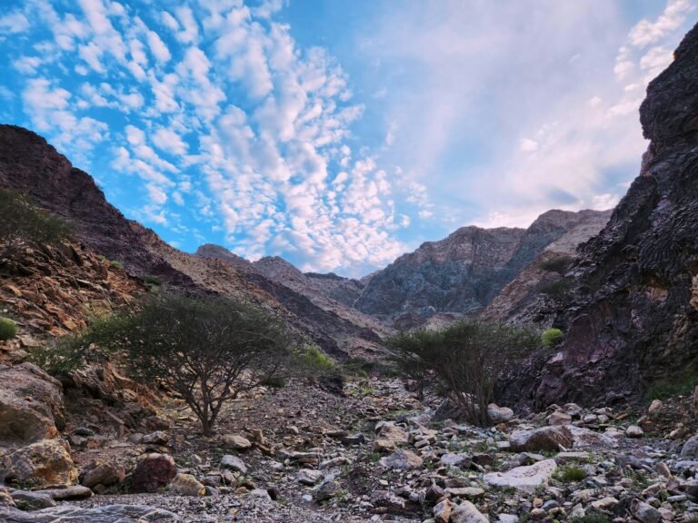a rocky canyon with a few trees in it